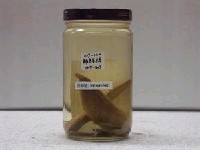 藏品(五指連鰭唇魚)的圖片